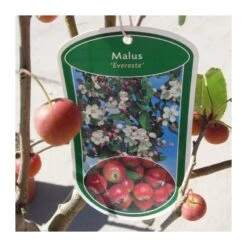 Malus Everest -Suministros De Jardineria Ventas 2024 malus everest 2