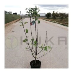 Malus Everest -Suministros De Jardineria Ventas 2024 malus everest 3