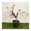 Malus Sp. Pre-bonsái 1 Malus Sp. Pre-bonsái -Suministros De Jardineria Ventas 2024 malus everest pre bonsai