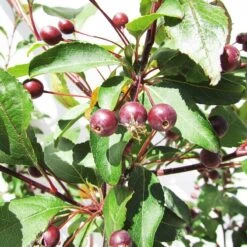 Malus Prairiefire 5 Malus Prairiefire -Suministros De Jardineria Ventas 2024 malus prairiefire 1