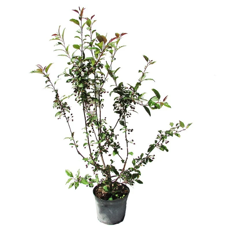 Malus Prairiefire 3 Malus Prairiefire