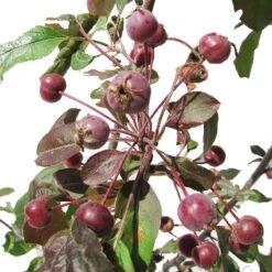 Manzano Silvestre Japones. Malus Profusion 6 Manzano Silvestre Japones. Malus Profusion -Suministros De Jardineria Ventas 2024 malus profusion 1