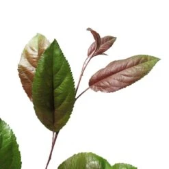 Manzano Silvestre Japones. Malus Profusion 7 Manzano Silvestre Japones. Malus Profusion -Suministros De Jardineria Ventas 2024 malus profusion 2