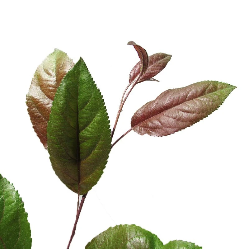 Manzano Silvestre Japones. Malus Profusion 5 Manzano Silvestre Japones. Malus Profusion - Imagen 3