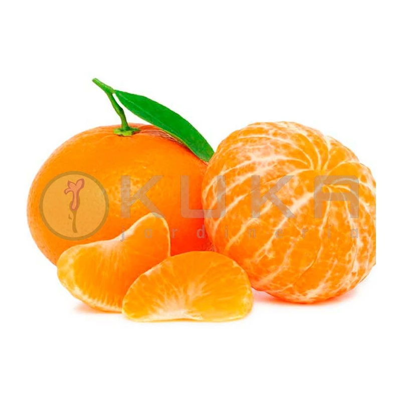 Mandarino Clementino Fina 3 Mandarino Clementino Fina