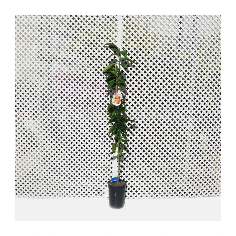 Mandarino Clemenules 3 Mandarino Clemenules