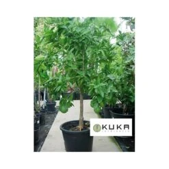 Mandarino Okitsu -Suministros De Jardineria Ventas 2024 mandarino okitsu 1