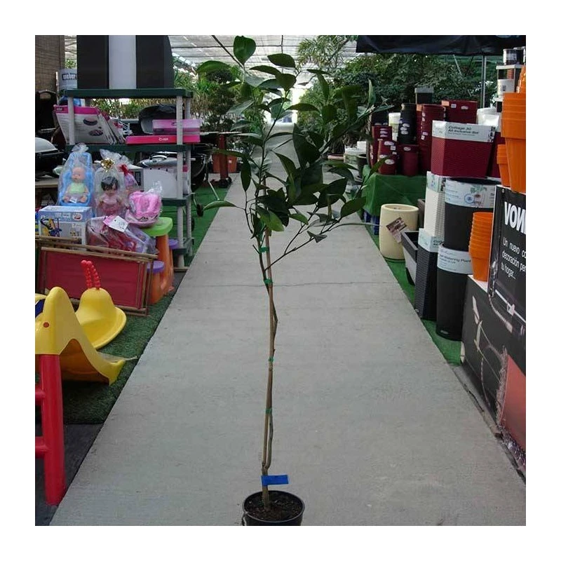 Mandarino Oronules 3 Mandarino Oronules