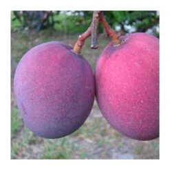 Mango Tommy Atkins 7 Mango Tommy Atkins -Suministros De Jardineria Ventas 2024 mango tommy atkins 2