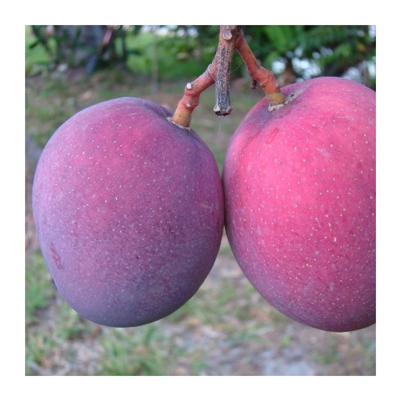 Mango Tommy Atkins 5 Mango Tommy Atkins - Imagen 3