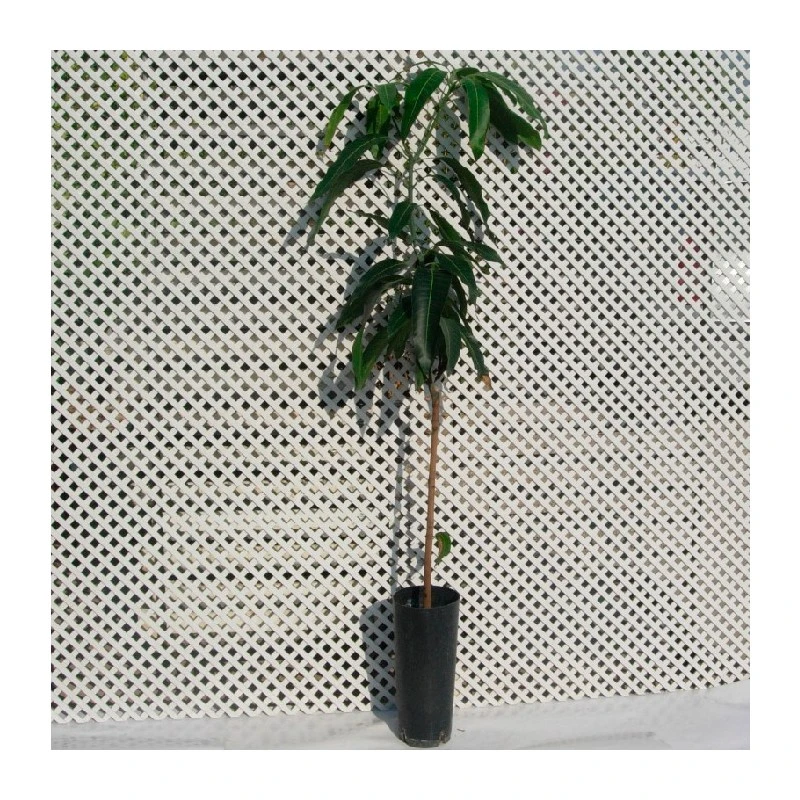 Mango Tommy Atkins 3 Mango Tommy Atkins