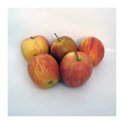 Manzano Royal Gala -Suministros De Jardineria Ventas 2024 manzano royal gala 1