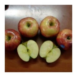 Manzano Royal Gala -Suministros De Jardineria Ventas 2024 manzano royal gala 2