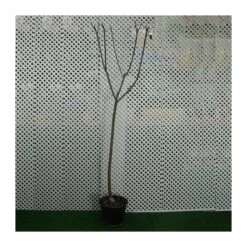 Manzano Verde Doncella 6 Manzano Verde Doncella -Suministros De Jardineria Ventas 2024 manzano verde doncella 1