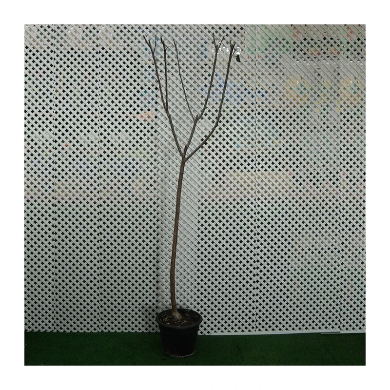 Manzano Verde Doncella 4 Manzano Verde Doncella - Imagen 2