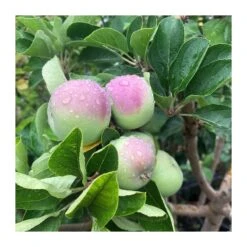 Manzano Verde Doncella 7 Manzano Verde Doncella -Suministros De Jardineria Ventas 2024 manzano verde doncella 2