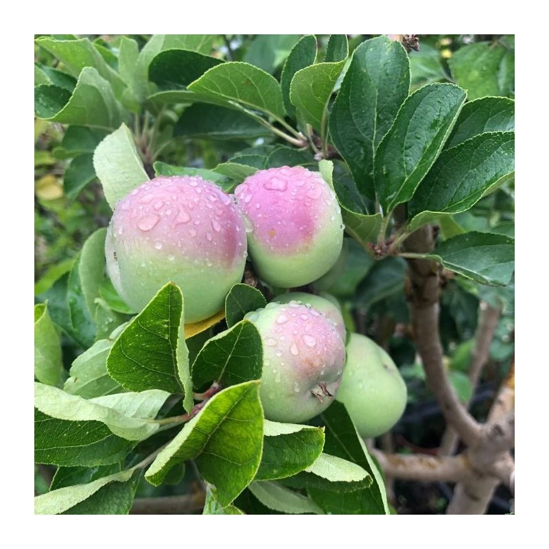 Manzano Verde Doncella 5 Manzano Verde Doncella - Imagen 3