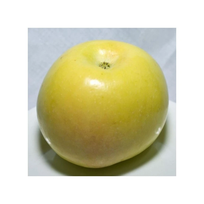 Manzano Verde Doncella 3 Manzano Verde Doncella