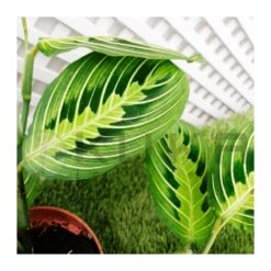 Maranta Leuconera Lemon -Suministros De Jardineria Ventas 2024 maranta leuconera lemon 1