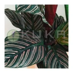 Marantha Ornata 5 Marantha Ornata -Suministros De Jardineria Ventas 2024 marantha ornata 1