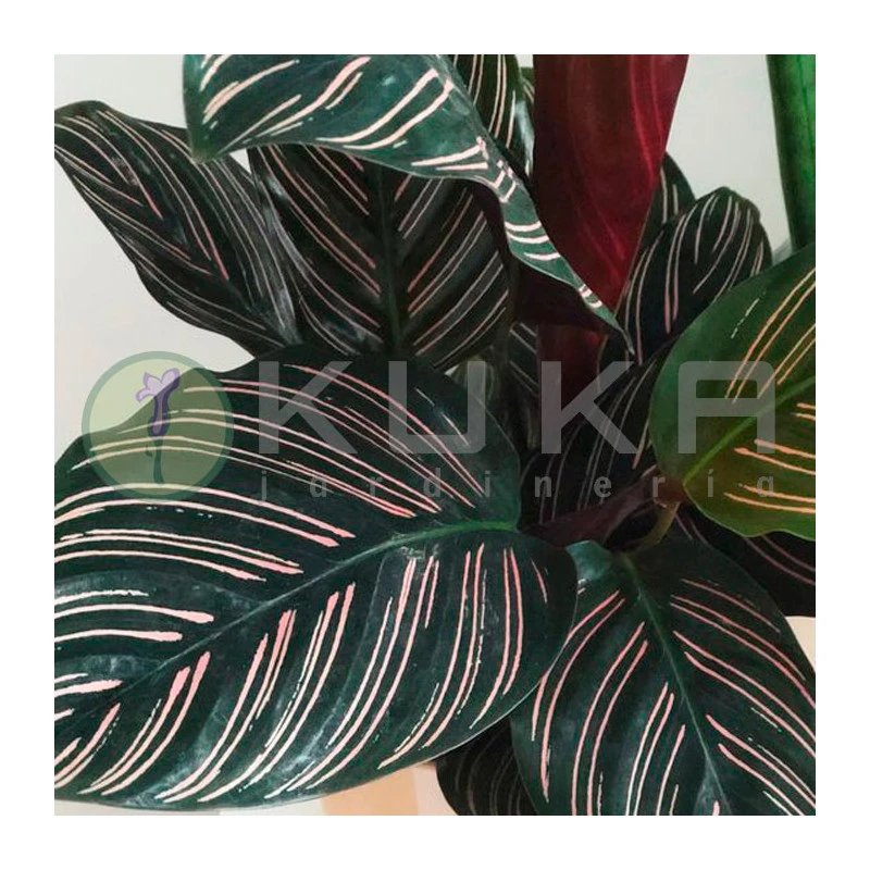 Marantha Ornata 4 Marantha Ornata - Imagen 2