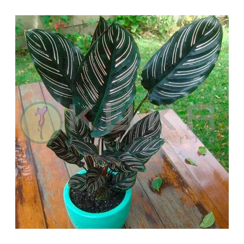 Marantha Ornata 3 Marantha Ornata