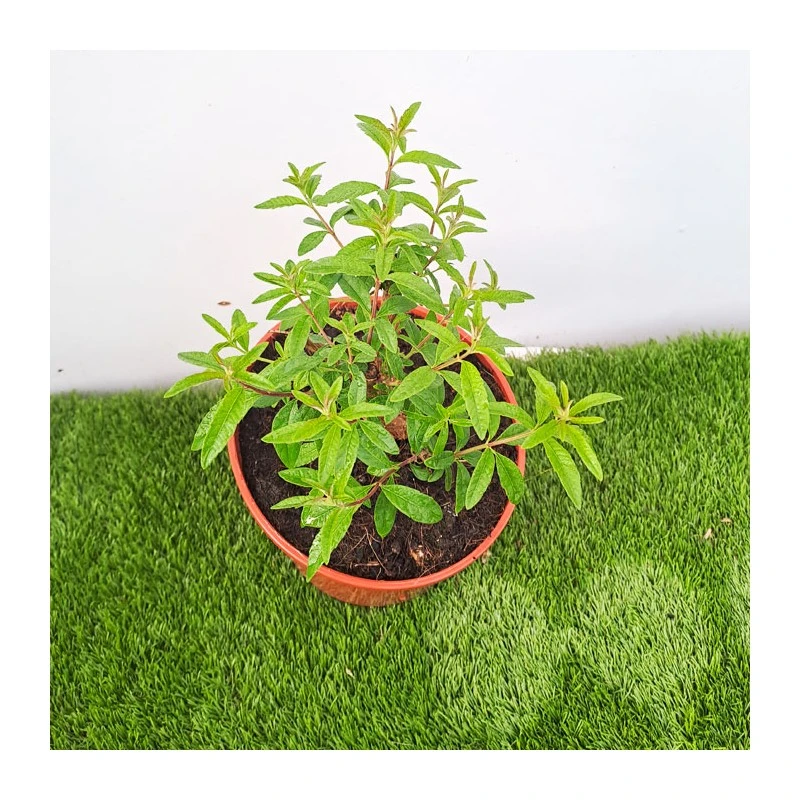 Maria Luisa 4 Maria Luisa - Imagen 2