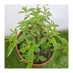 Maria Luisa 7 Maria Luisa -Suministros De Jardineria Ventas 2024 maria luisa 2