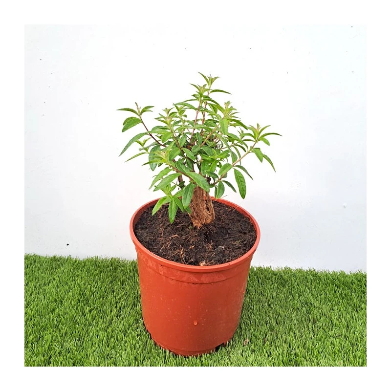 Maria Luisa 3 Maria Luisa