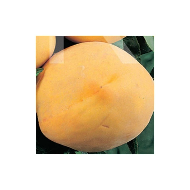 Melocoton Amarillo De Agosto 3 Melocoton Amarillo De Agosto