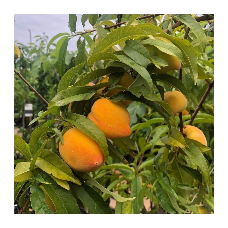 Melocoton Baby Gold 4 Melocoton Baby Gold - Imagen 2