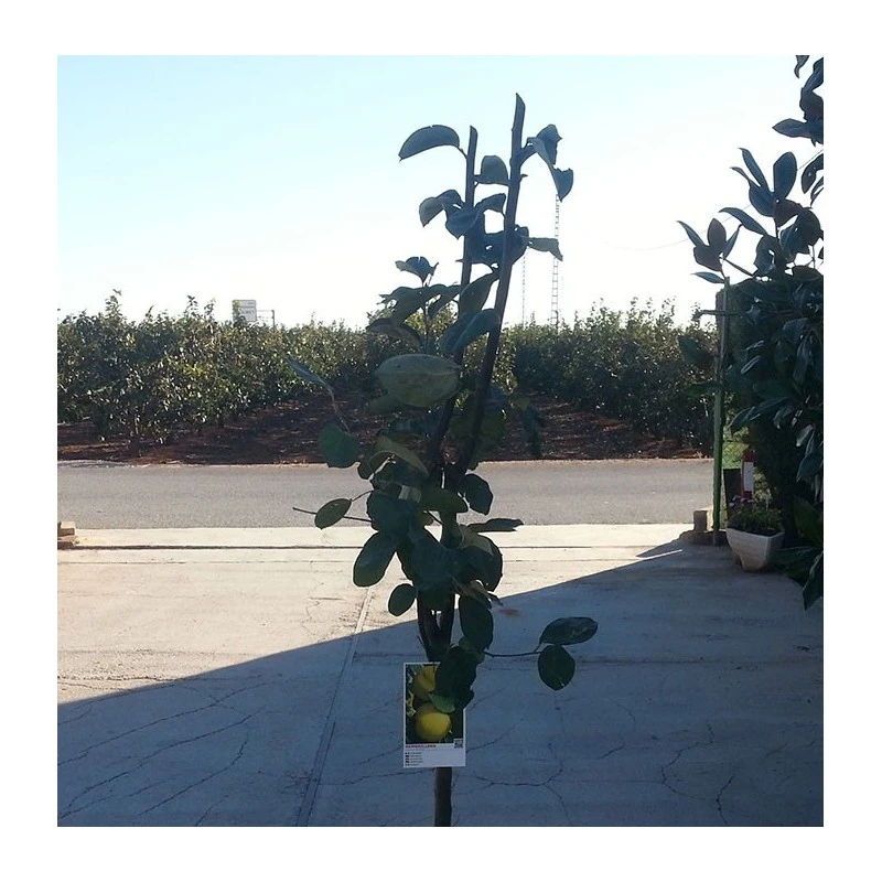 Membrillo Gigante De Portugal 4 Membrillo Gigante De Portugal - Imagen 2