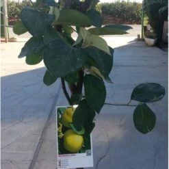 Membrillo Gigante De Portugal 7 Membrillo Gigante De Portugal -Suministros De Jardineria Ventas 2024 membrillo gigante de portugal 2