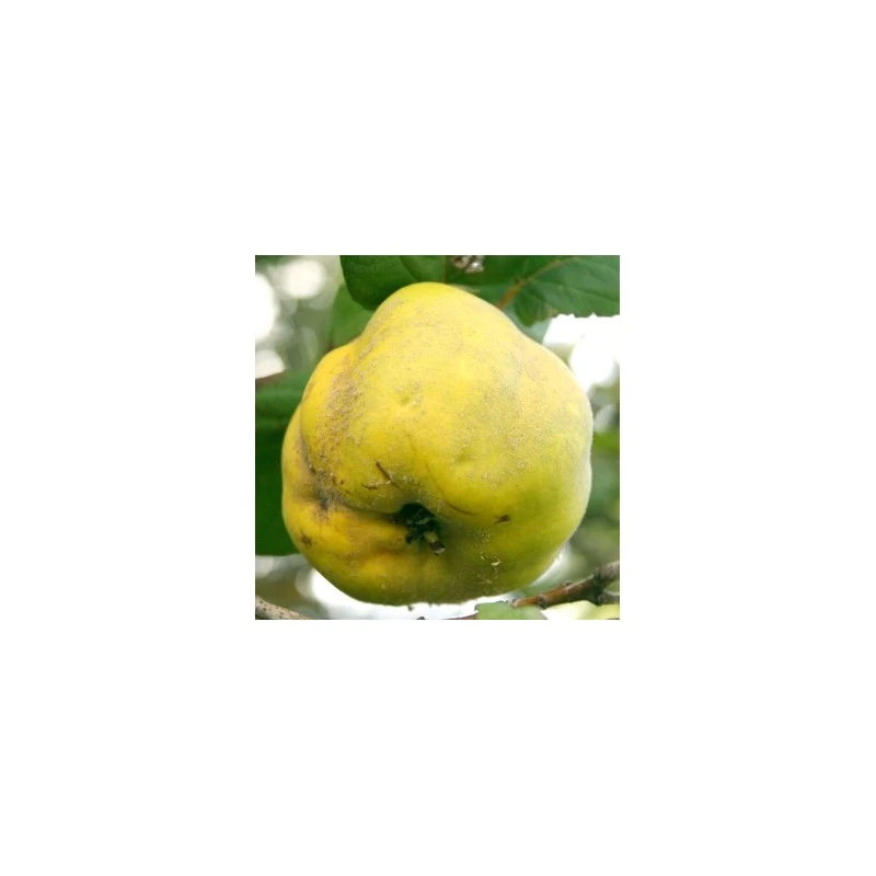 Membrillo Gigante De Portugal 3 Membrillo Gigante De Portugal