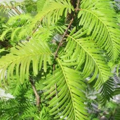 Metasecuoya. Metasequoia Glyptostroboides -Suministros De Jardineria Ventas 2024 metasequoia glyptostroboides 1