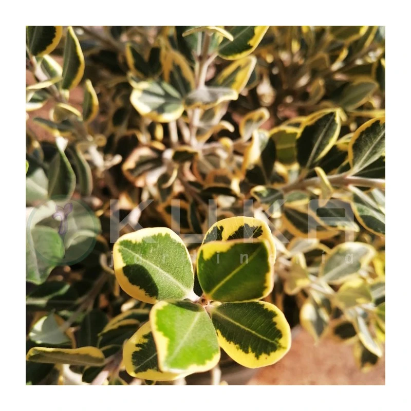 Mirto. Metrosideros Excelsus Aureus 3 Mirto. Metrosideros Excelsus Aureus