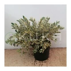 Mirto. Metrosideros Excelsus Aureus 5 Mirto. Metrosideros Excelsus Aureus -Suministros De Jardineria Ventas 2024 metrosideros excelsus aureus 2