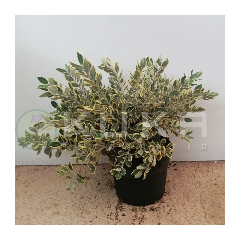 Mirto. Metrosideros Excelsus Aureus 4 Mirto. Metrosideros Excelsus Aureus - Imagen 2