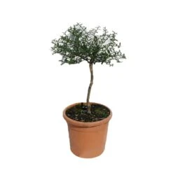 Microcitrus Australasica Fruta Rosa 8 Microcitrus Australasica Fruta Rosa -Suministros De Jardineria Ventas 2024 microcitrus australasica fruta rosa 1