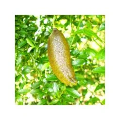 Microcitrus Australasica Fruta Rosa 9 Microcitrus Australasica Fruta Rosa -Suministros De Jardineria Ventas 2024 microcitrus australasica fruta rosa 2