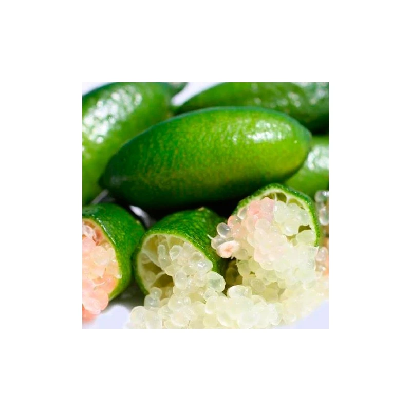 Microcitrus Australasica Fruta Rosa 6 Microcitrus Australasica Fruta Rosa - Imagen 4