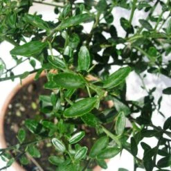 Microcitrus Australasica Fruta Rosa 11 Microcitrus Australasica Fruta Rosa -Suministros De Jardineria Ventas 2024 microcitrus australasica fruta rosa 4