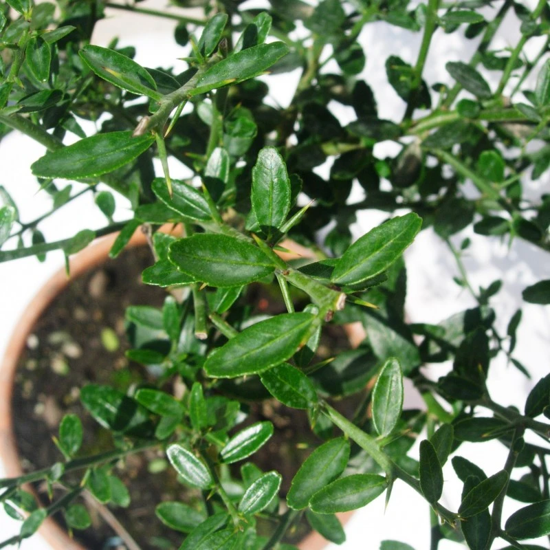 Microcitrus Australasica Fruta Rosa 7 Microcitrus Australasica Fruta Rosa - Imagen 5