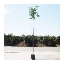 Morera Fruitless Kagayamae 5 Morera Fruitless Kagayamae -Suministros De Jardineria Ventas 2024 morera fruitless kagayamae 1