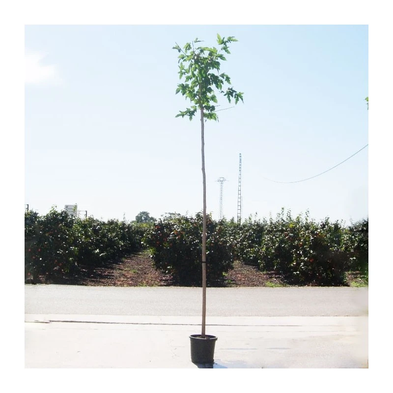 Morera Fruitless Kagayamae 4 Morera Fruitless Kagayamae - Imagen 2