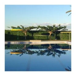 Morera Fruitless 7 Morera Fruitless -Suministros De Jardineria Ventas 2024 morus fruitless lujijama 2