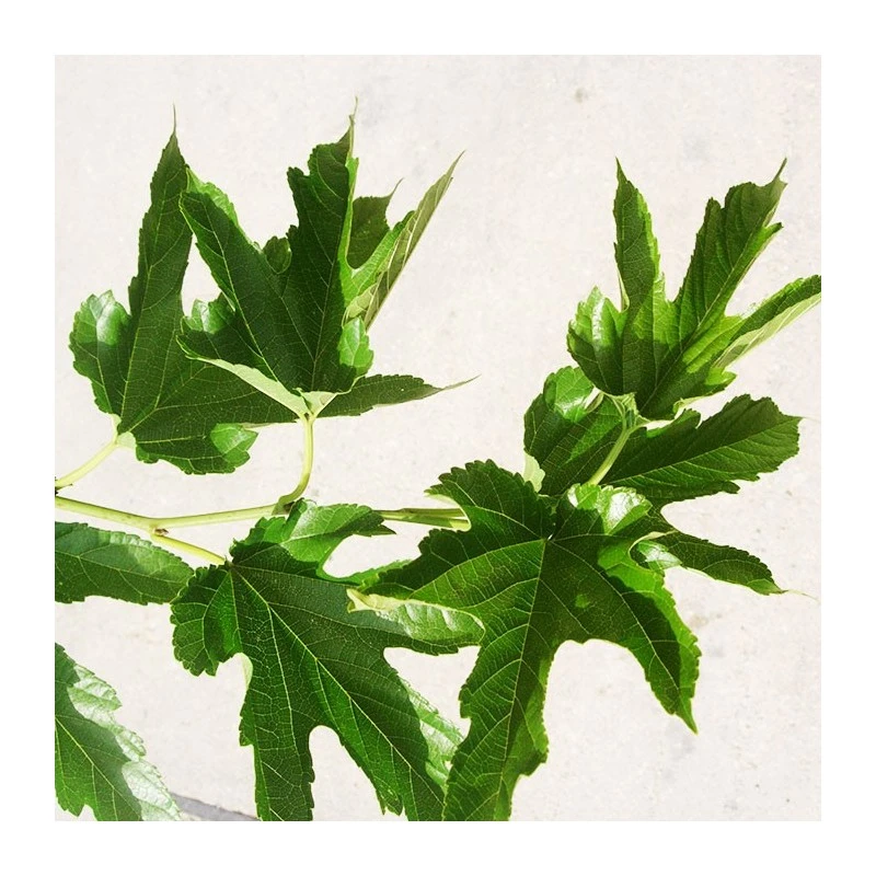 Morera Fruitless 3 Morera Fruitless