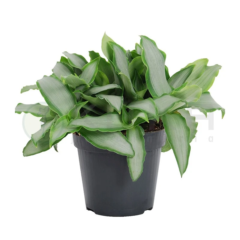 Murdannia Loriformis Brigh Star 3 Murdannia Loriformis Brigh Star