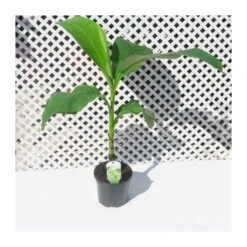 Musa Basjoo -Suministros De Jardineria Ventas 2024 musa basjoo 2