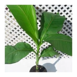 Musa Basjoo -Suministros De Jardineria Ventas 2024 musa basjoo 3